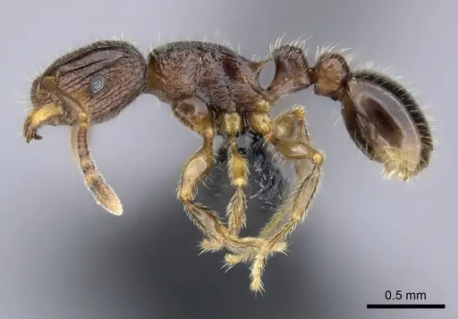 Tetramorium plesiarum specimen