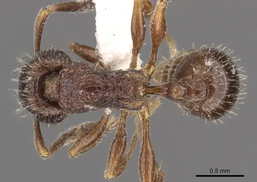 Tetramorium plumosum specimen