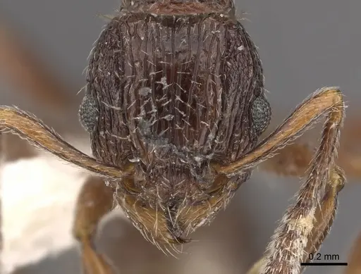 Tetramorium plumosum specimen