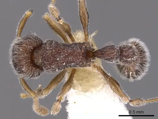 Tetramorium pnyxis specimen