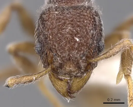 Tetramorium pnyxis specimen