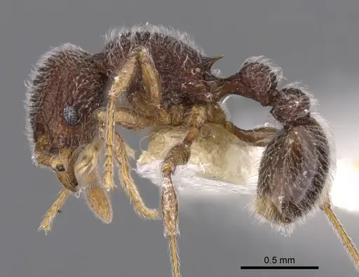 Tetramorium pnyxis specimen