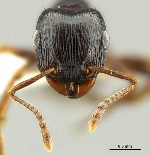 Tetramorium pogonion specimen