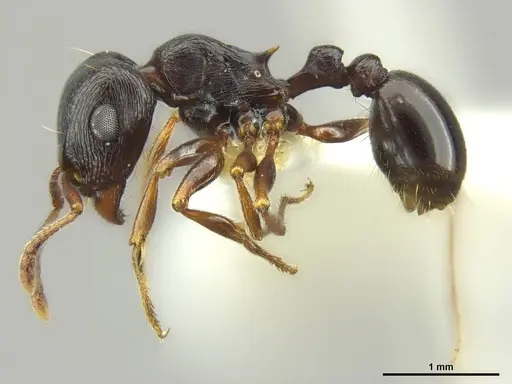 Tetramorium pogonion specimen
