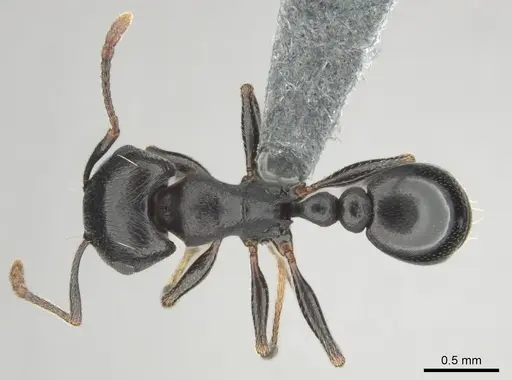 Tetramorium pogonion - CASENT0818930