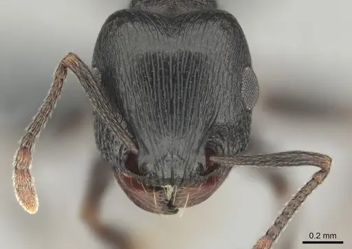 Tetramorium pogonion - CASENT0818930