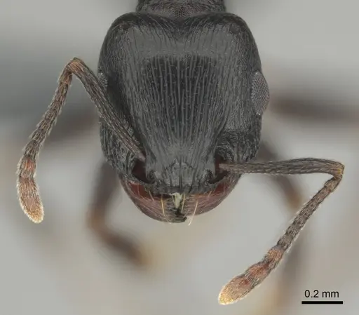 Tetramorium pogonion - CASENT0818930