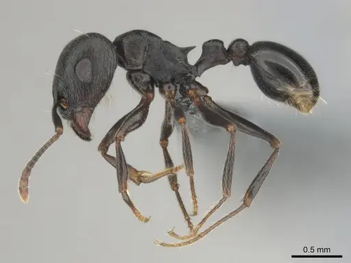 Tetramorium pogonion - CASENT0818930