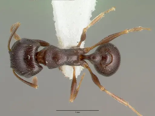 Tetramorium pogonion - CASTYPE13390