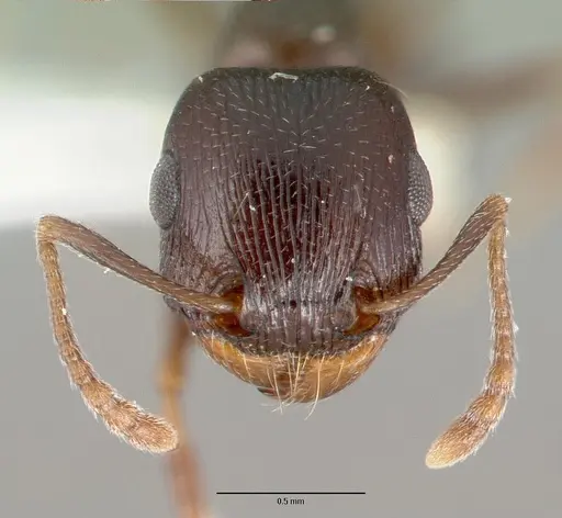 Tetramorium pogonion - CASTYPE13390