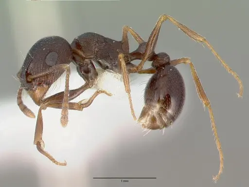 Tetramorium pogonion - CASTYPE13390