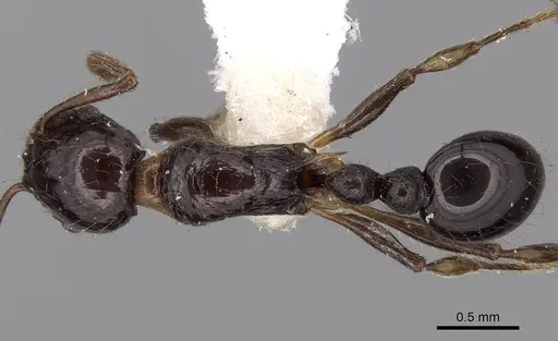 Tetramorium politum specimen