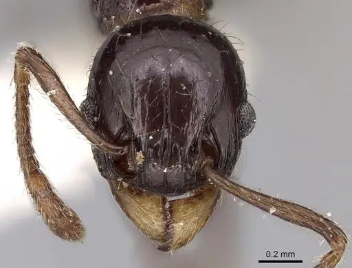 Tetramorium politum specimen