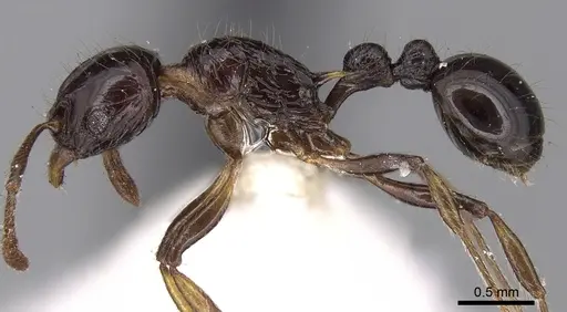 Tetramorium politum specimen