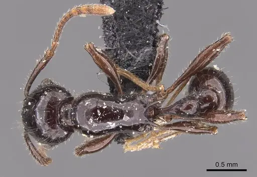 Tetramorium politum - CASENT0905779