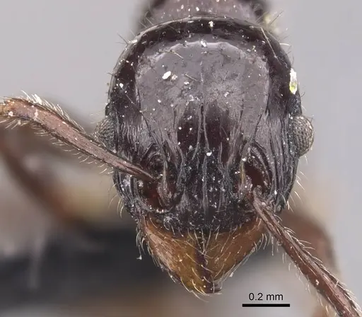 Tetramorium politum - CASENT0905779