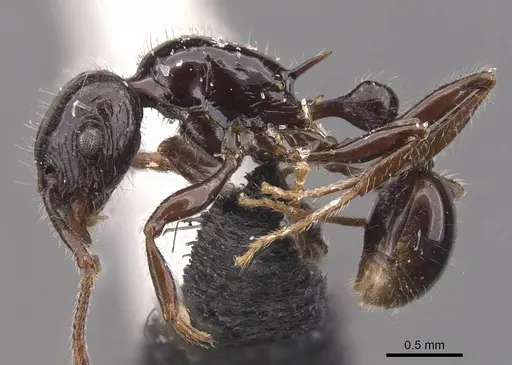 Tetramorium politum - CASENT0905779