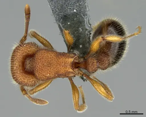 Tetramorium polymorphum specimen