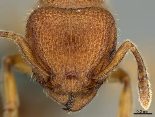 Tetramorium polymorphum specimen