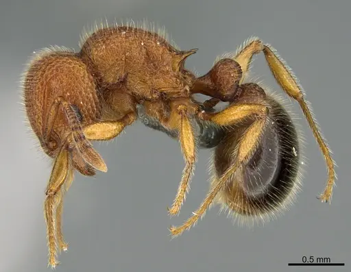 Tetramorium polymorphum specimen
