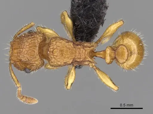 Tetramorium popell specimen