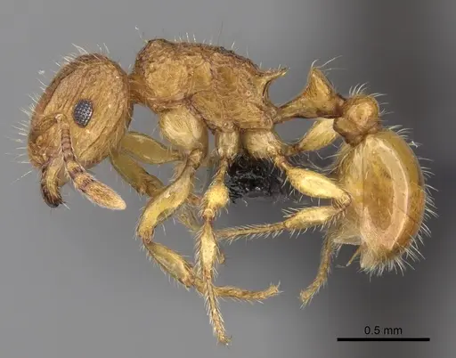 Tetramorium popell specimen