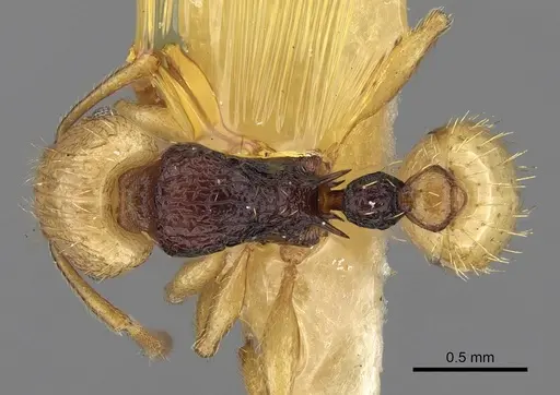 Tetramorium postpetiolatum specimen