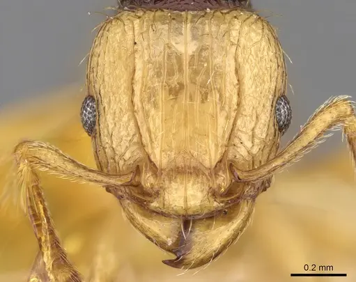 Tetramorium postpetiolatum specimen