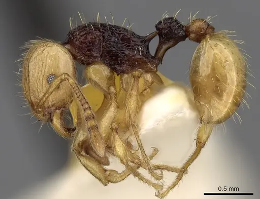 Tetramorium postpetiolatum specimen