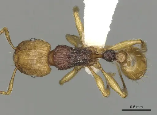 Tetramorium postpetiolatum - CASENT0316982
