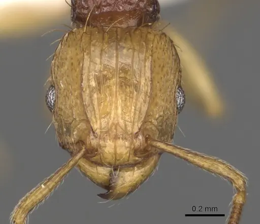 Tetramorium postpetiolatum - CASENT0316982