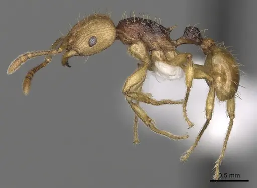 Tetramorium postpetiolatum - CASENT0316982