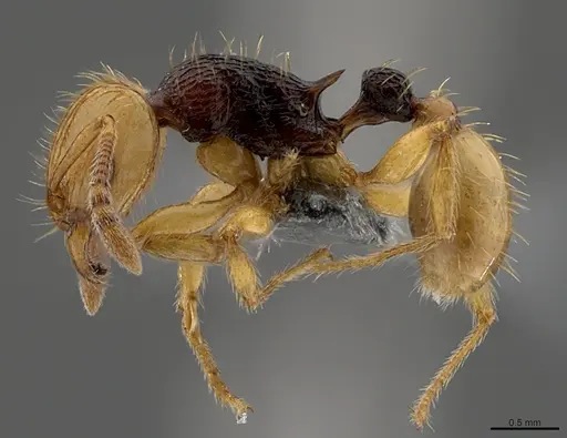 Tetramorium postpetiolatum - CASENT0363842