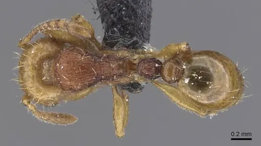 Tetramorium postpetiolatum - CASENT0915039