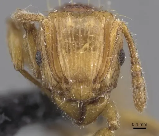 Tetramorium postpetiolatum - CASENT0915039