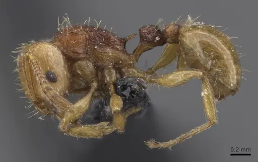 Tetramorium postpetiolatum - CASENT0915039