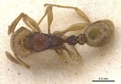 Tetramorium postpetiolatum - RMCAENT000017790