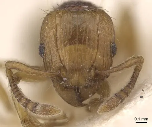 Tetramorium postpetiolatum - RMCAENT000017790