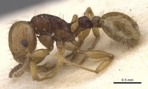 Tetramorium postpetiolatum - RMCAENT000017790