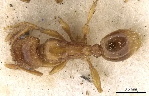 Tetramorium poweri specimen