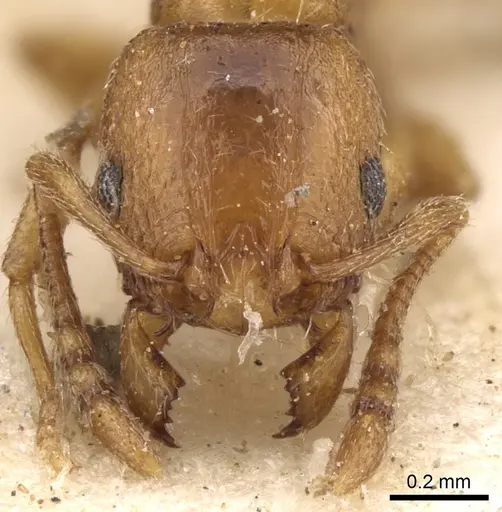 Tetramorium poweri specimen