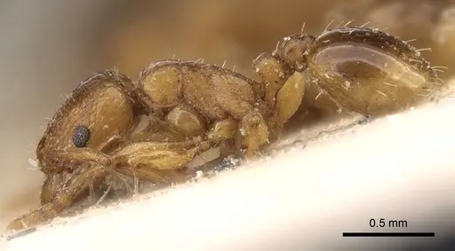 Tetramorium poweri specimen