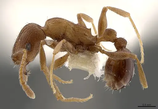 Tetramorium praetextum specimen