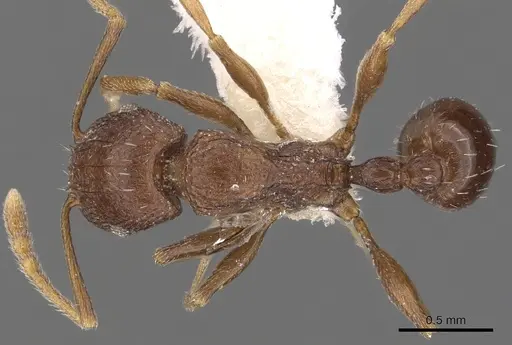 Tetramorium praetextum - CASENT0901195
