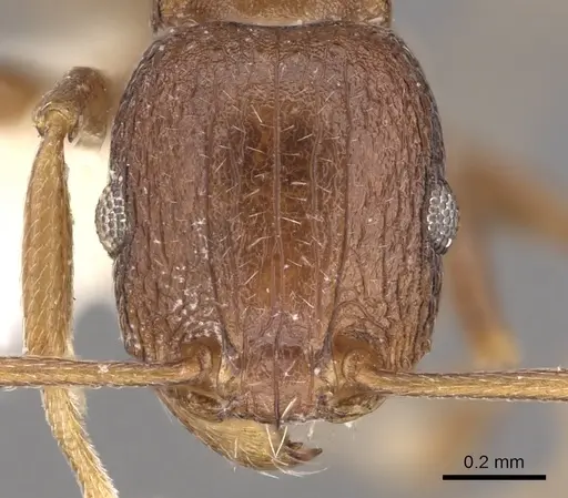 Tetramorium praetextum - CASENT0901195