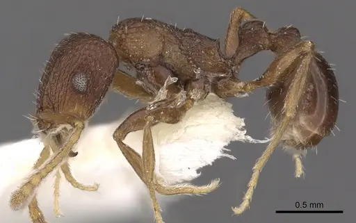 Tetramorium praetextum - CASENT0901195