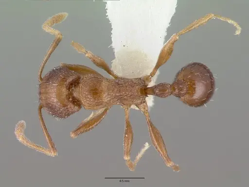 Tetramorium praetextum - CASTYPE13391