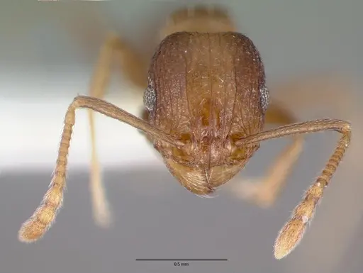 Tetramorium praetextum - CASTYPE13391