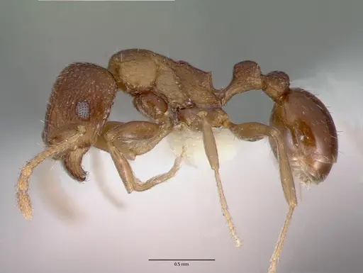 Tetramorium praetextum - CASTYPE13391