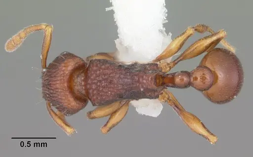 Tetramorium proximum specimen